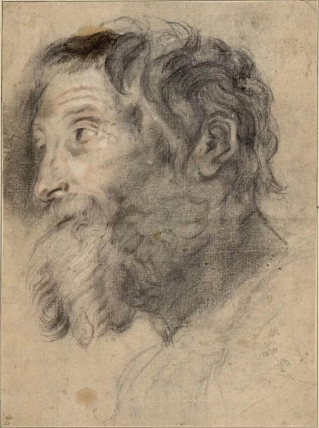 Disegno - Studio di testa di uomo
